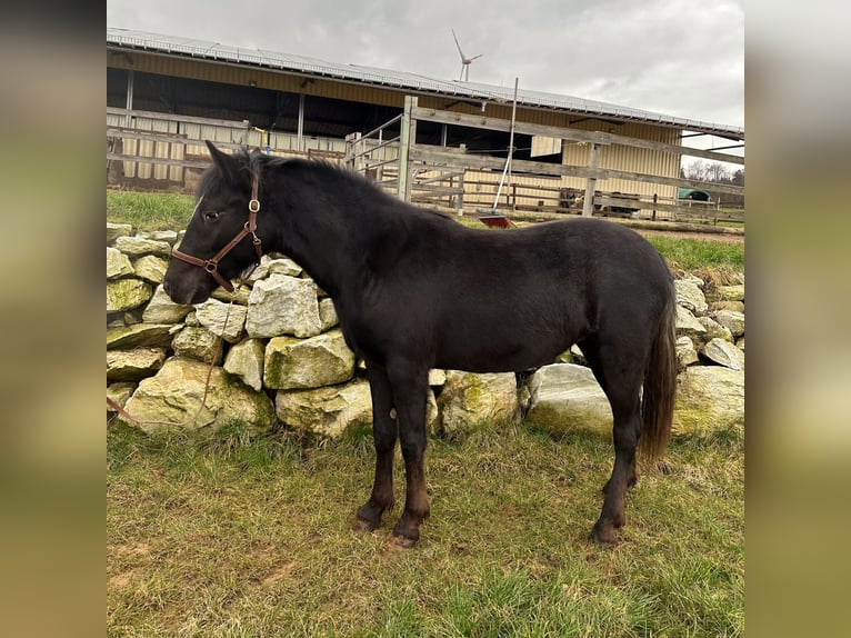 Mustang (american) Mare 2 years 14,2 hh Leopard-Piebald in Taunusstein