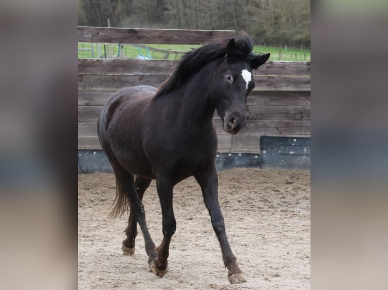 Mustang (american) Mare 2 years 14,2 hh Leopard-Piebald in Taunusstein