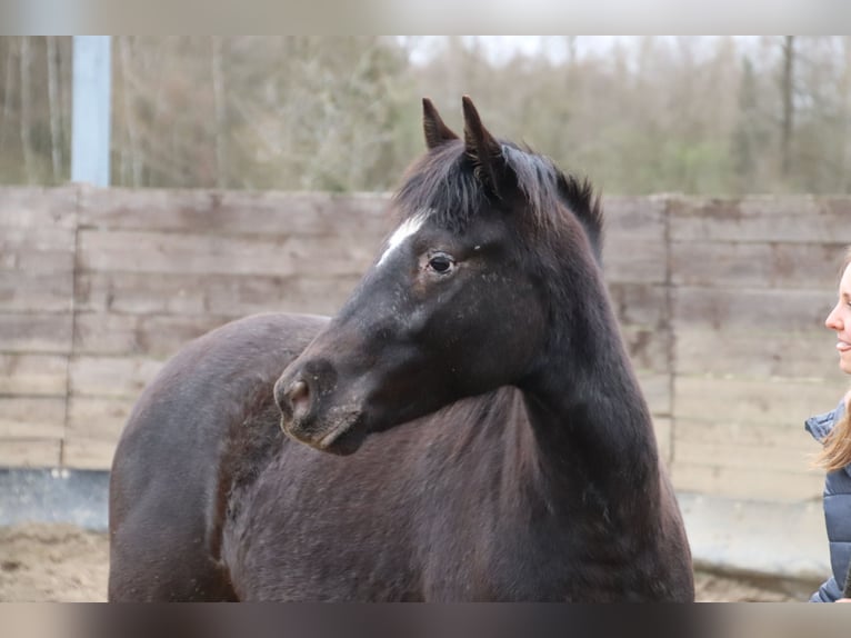 Mustang (american) Mare 2 years 14,2 hh Leopard-Piebald in Taunusstein