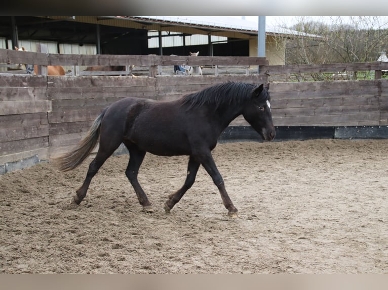 Mustang (american) Mare 2 years 14,2 hh Leopard-Piebald in Taunusstein