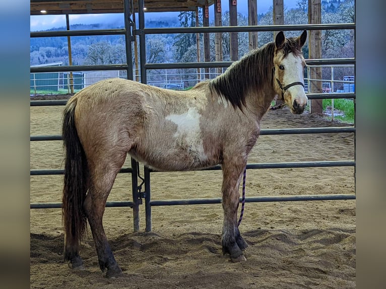 Mustang (american) Mare 2 years 14,2 hh Overo-all-colors in Amerika