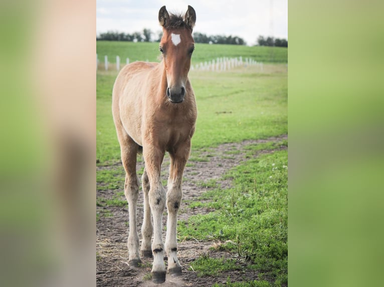 Mustang (american) Mare 2 years 14,2 hh Pearl in Kalkar