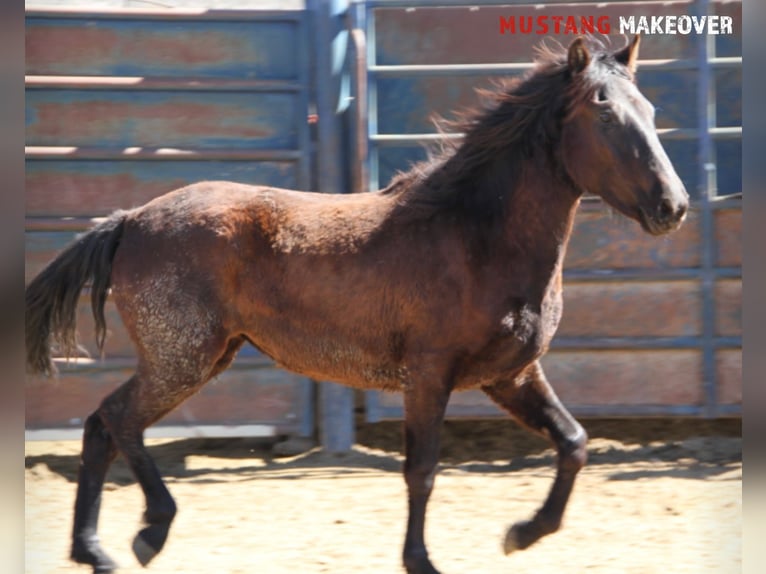 Mustang (american) Mare 3 years 14,1 hh Brown in Taunusstein