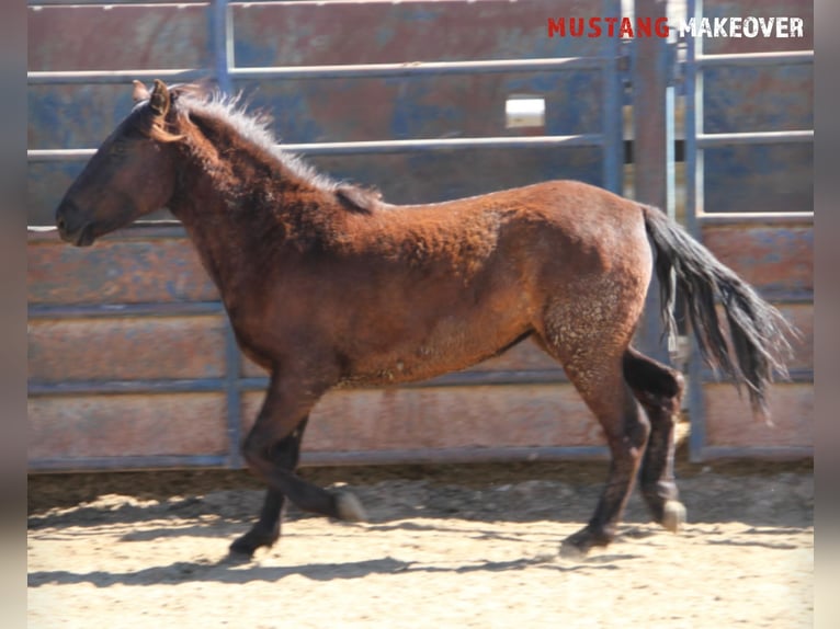 Mustang (american) Mare 3 years 14,1 hh Brown in Taunusstein