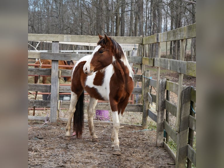 Mustang (american) Mare 3 years 14,2 hh Tobiano-all-colors in USA