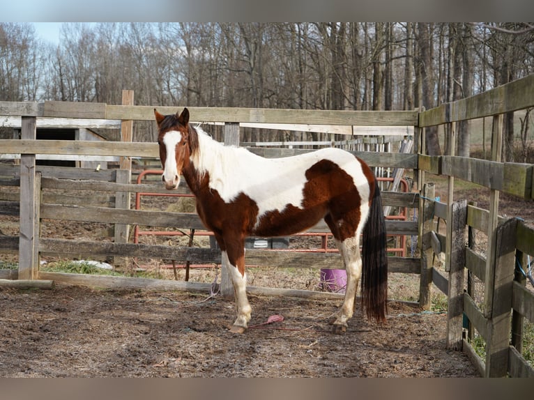 Mustang (american) Mare 3 years 14,2 hh Tobiano-all-colors in USA