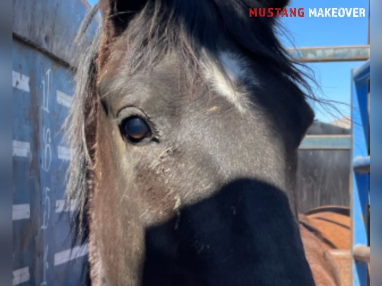 Mustang (american) Mare 4 years 14,1 hh Brown in Taunusstein