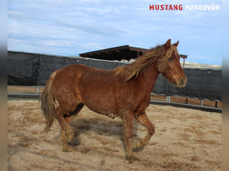 Mustang (american) Mare 4 years 14,1 hh Chestnut-Red in Taunusstein