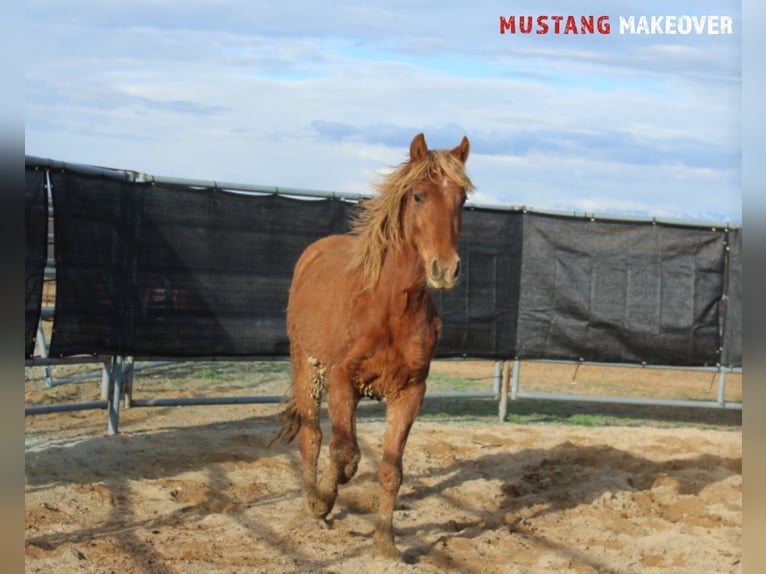 Mustang (american) Mare 4 years 14,1 hh Chestnut-Red in Taunusstein