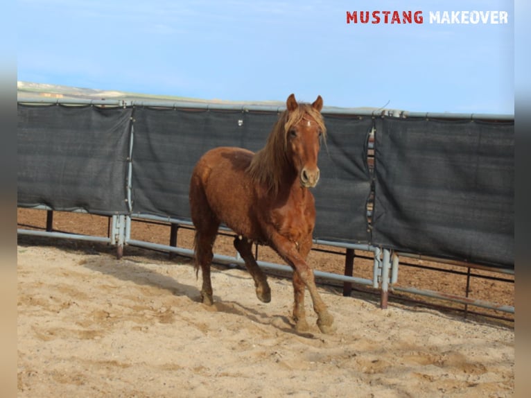 Mustang (american) Mare 4 years 14,1 hh Chestnut-Red in Taunusstein