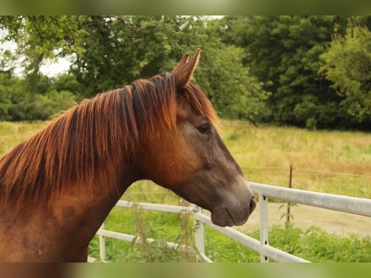 Mustang (american) Mare 4 years 14,3 hh Buckskin in Nerenstetten