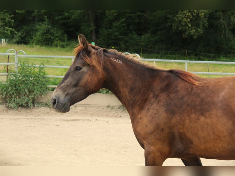 Mustang (american) Mare 4 years 14,3 hh Buckskin in Nerenstetten