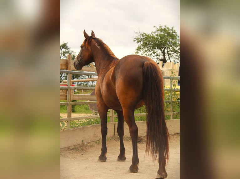 Mustang (american) Mare 4 years 14,3 hh Buckskin in Nerenstetten