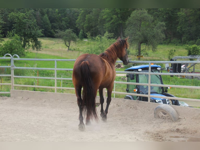 Mustang (american) Mare 4 years 14,3 hh Buckskin in Nerenstetten