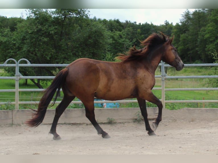 Mustang (american) Mare 4 years 14,3 hh Buckskin in Nerenstetten