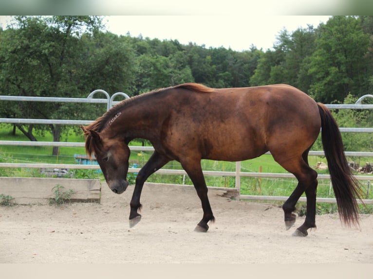 Mustang (american) Mare 4 years 14,3 hh Buckskin in Nerenstetten