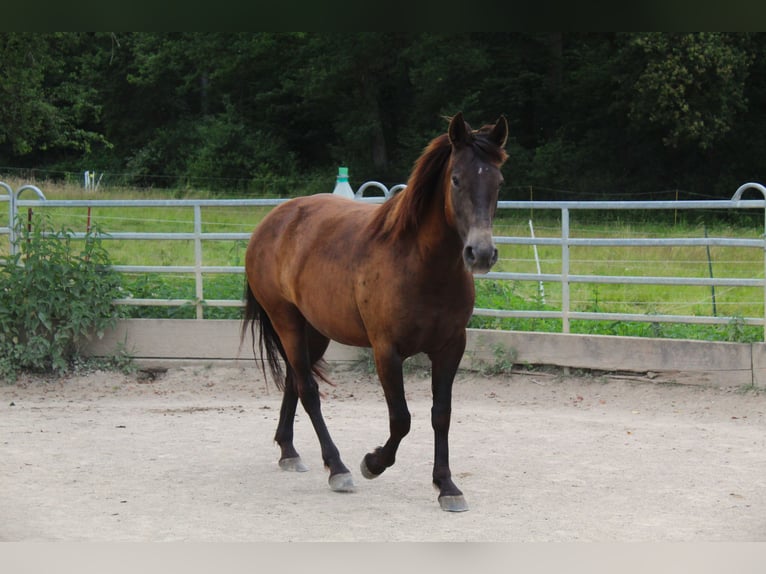 Mustang (american) Mare 4 years 14,3 hh Buckskin in Nerenstetten