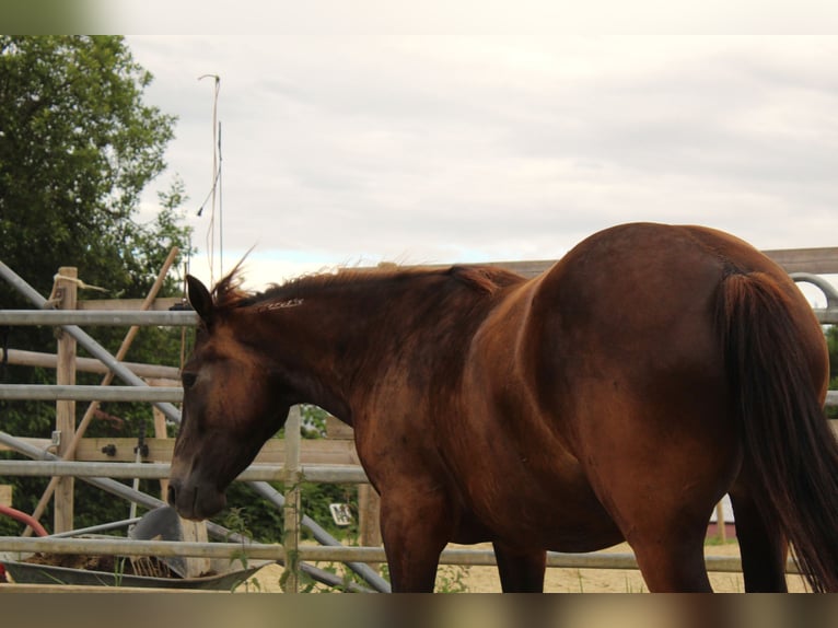 Mustang (american) Mare 4 years 14,3 hh Buckskin in Nerenstetten