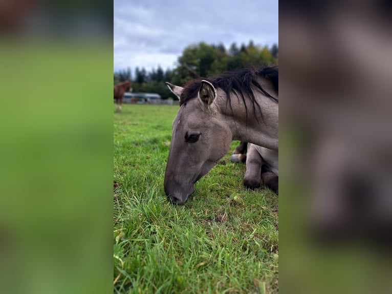 Mustang (american) Mare 4 years 15,2 hh Grullo in Elterlein