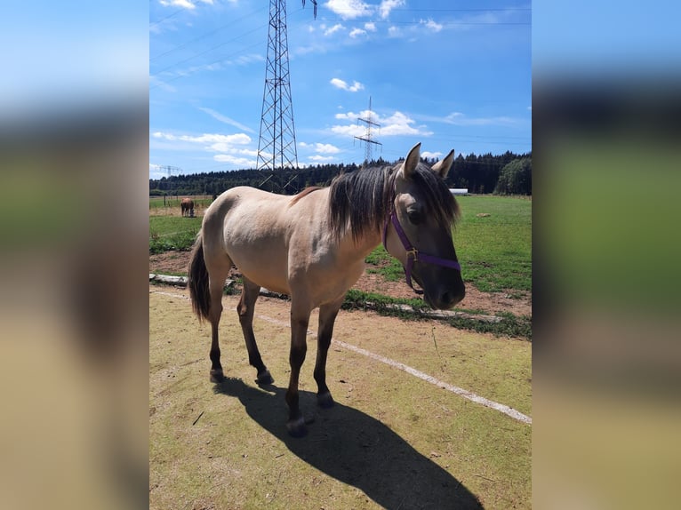 Mustang (american) Mare 4 years 15,2 hh Grullo in Elterlein