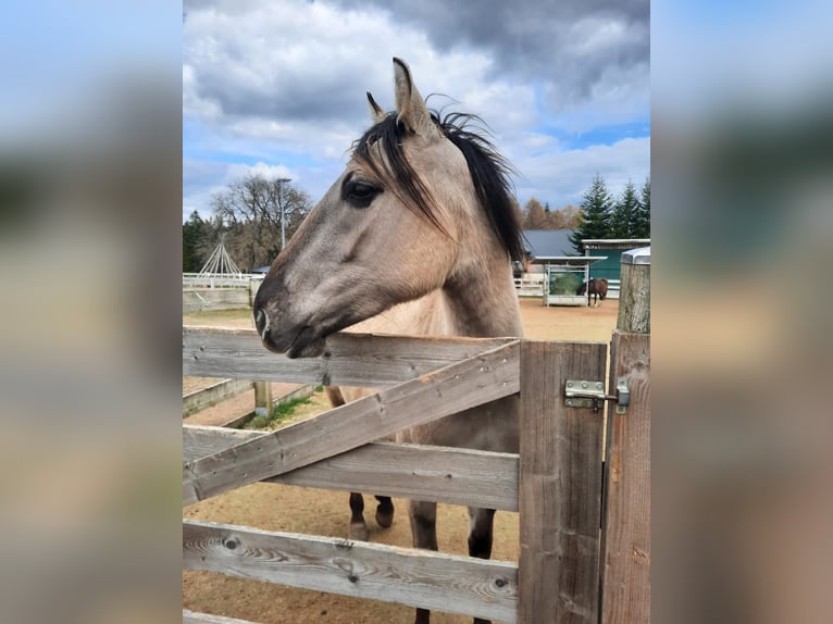 Mustang (american) Mare 4 years 15,2 hh Grullo in Elterlein