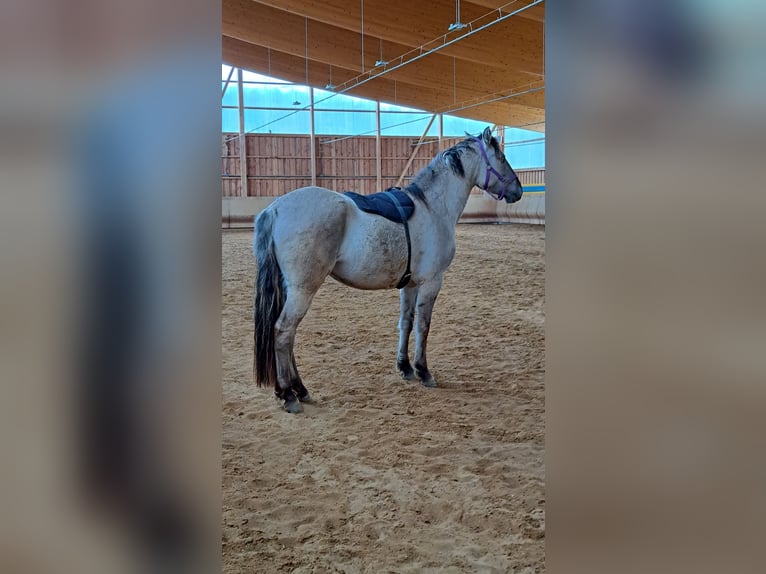 Mustang (american) Mare 4 years 15,2 hh Grullo in Elterlein