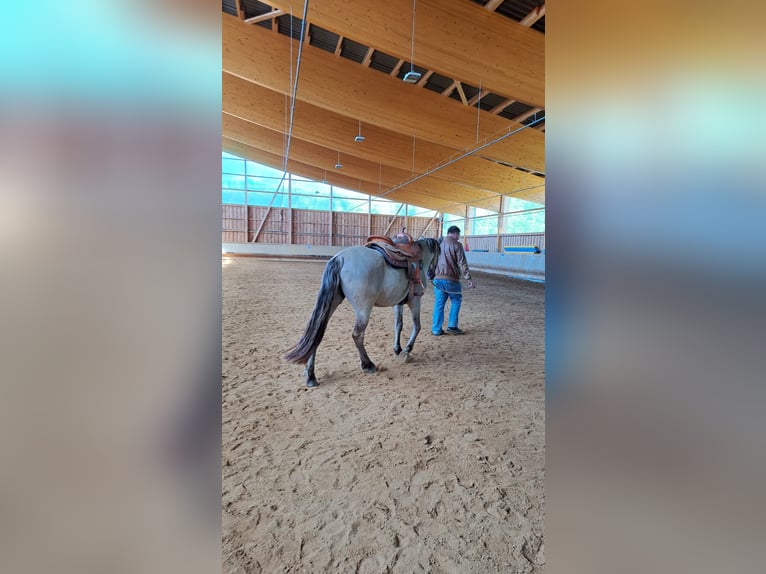 Mustang (american) Mare 4 years 15,2 hh Grullo in Elterlein