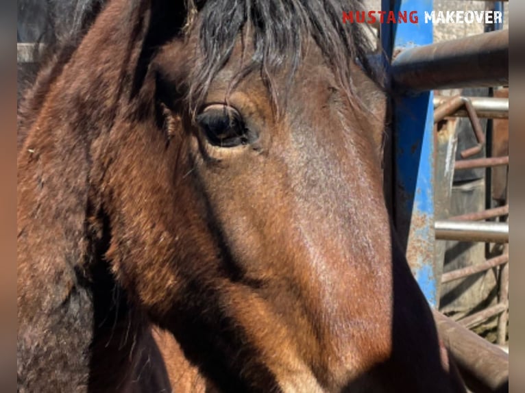 Mustang (american) Mare 4 years 15 hh Brown in Taunusstein