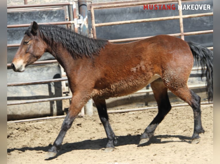 Mustang (american) Mare 4 years 15 hh Brown in Taunusstein