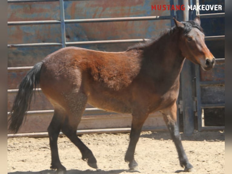 Mustang (american) Mare 4 years 15 hh Brown in Taunusstein