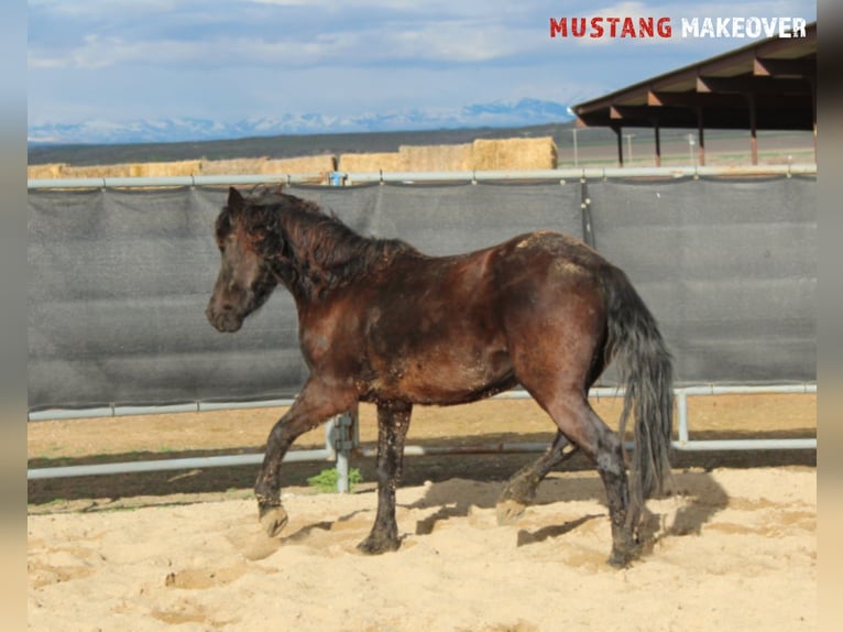 Mustang (american) Mare 5 years 14,1 hh Black in Taunusstein