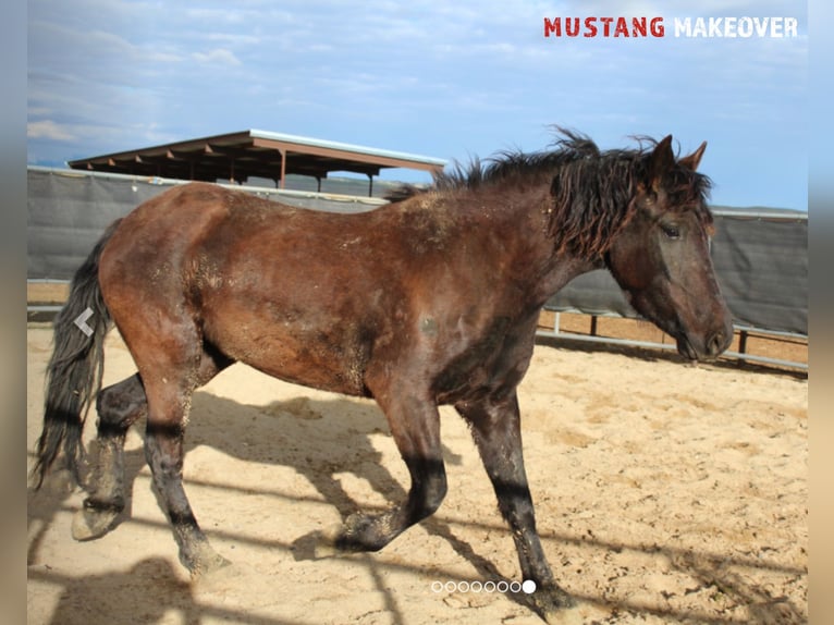 Mustang (american) Mare 5 years 14,1 hh Black in Taunusstein