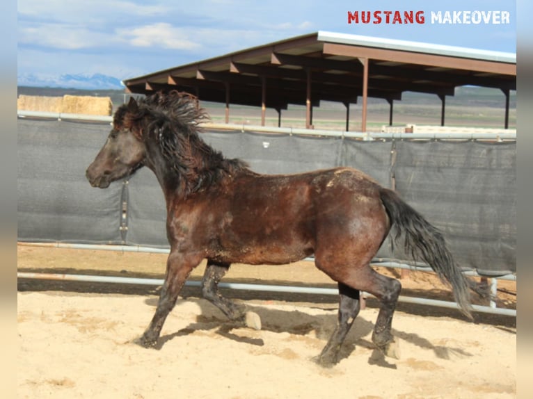 Mustang (american) Mare 5 years 14,1 hh Black in Taunusstein