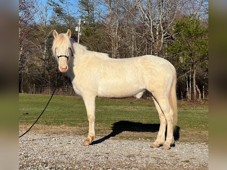 Mustang (american) Mare 5 years 14,2 hh Cremello in Amerika