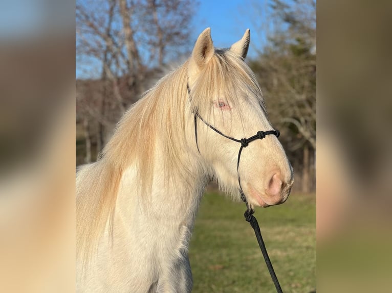 Mustang (american) Mare 5 years 14,2 hh Cremello in USA