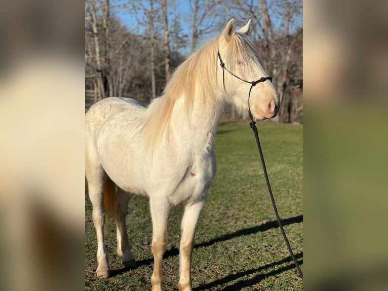 Mustang (american) Mare 5 years 14,2 hh Cremello in USA