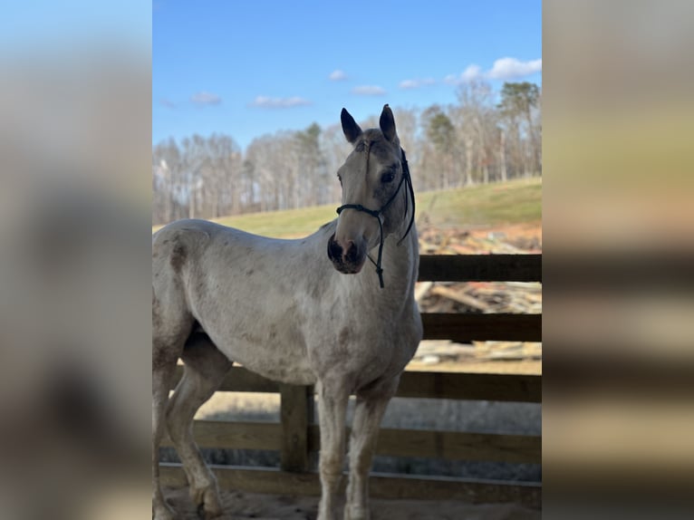 Mustang (american) Mare 5 years 14,2 hh Overo-all-colors in USA