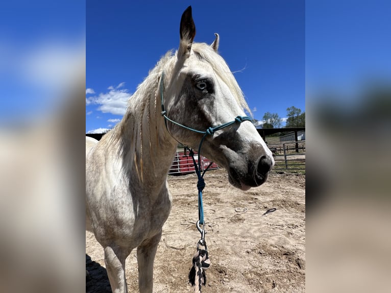 Mustang (american) Mare 5 years 14,2 hh Overo-all-colors in USA