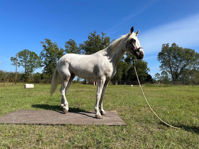 Mustang (american) Mare 5 years 14,2 hh Overo-all-colors in USA