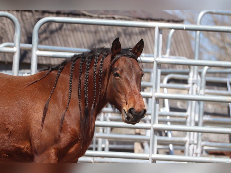 Mustang (american) Mare 5 years 14 hh Brown in USA