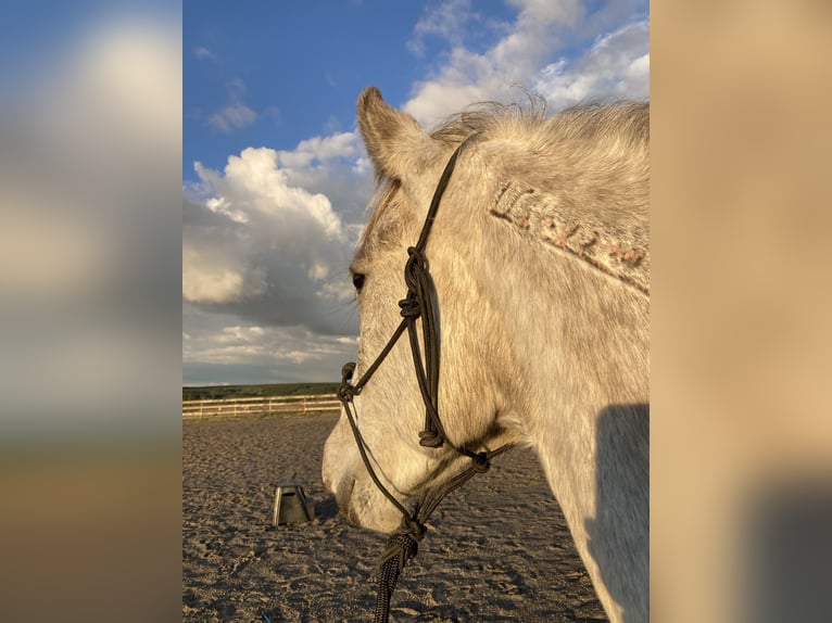 Mustang (american) Mare 6 years 14,1 hh Gray in Amerika