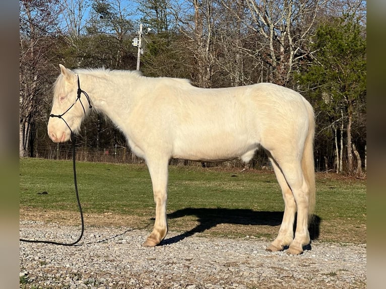 Mustang (american) Mare 6 years 14,2 hh Cremello in USA