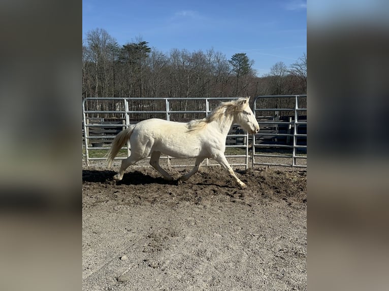 Mustang (american) Mare 6 years 14,2 hh Cremello in USA