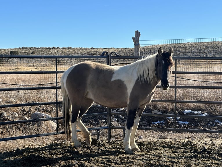 Mustang (american) Mare 6 years 14,2 hh Grullo in Kirchheim unter Teck