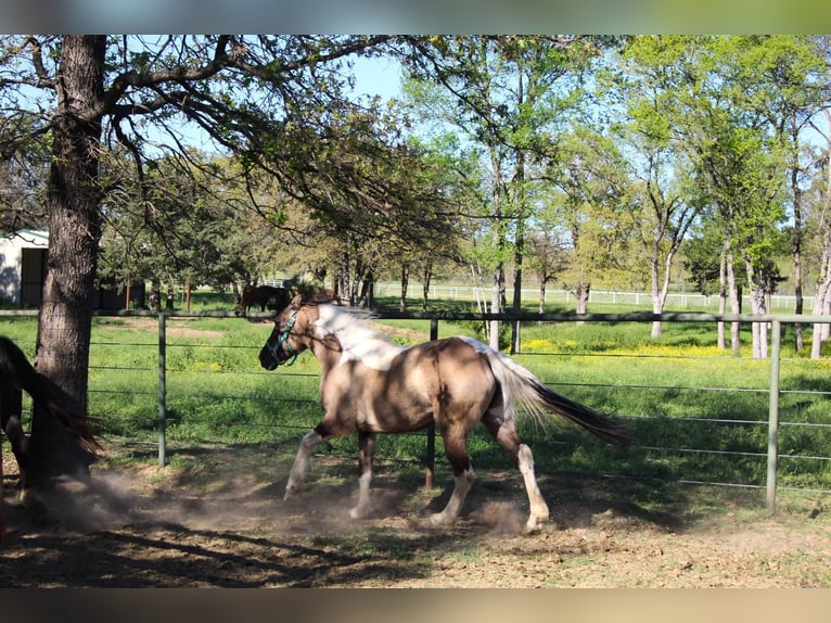 Mustang (american) Mare 6 years 14,2 hh Grullo in Kirchheim unter Teck