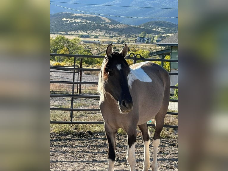 Mustang (american) Mare 6 years 14,2 hh Grullo in Kirchheim unter Teck