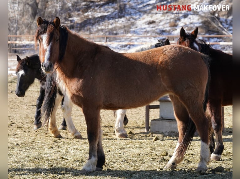 Mustang (american) Mare 6 years 14,3 hh Dun in Taunusstein