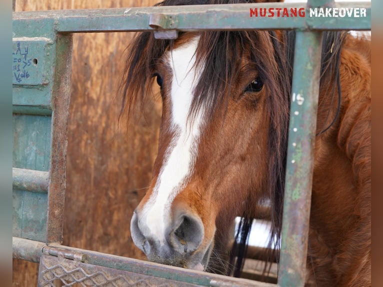 Mustang (american) Mare 6 years 14,3 hh Dun in Taunusstein