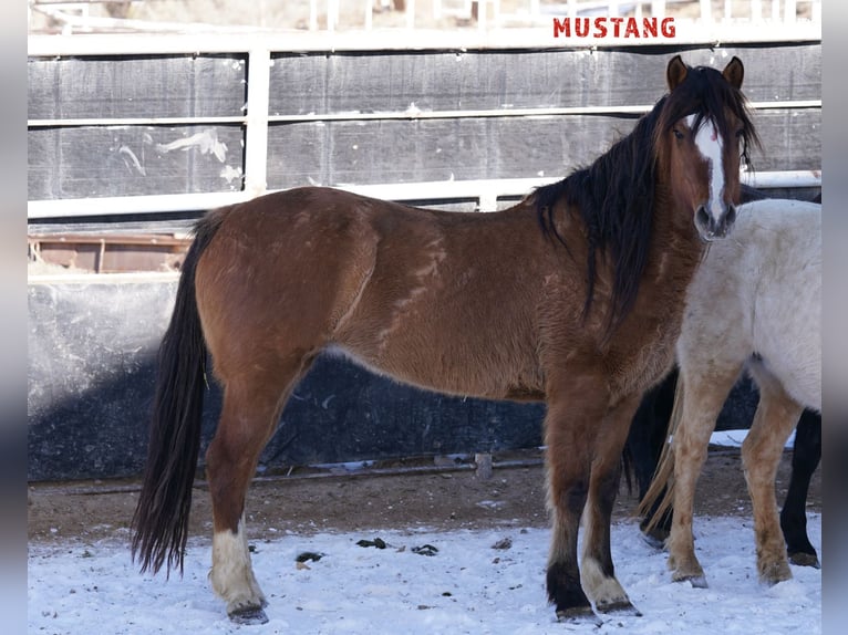 Mustang (american) Mare 6 years 14,3 hh Dun in Taunusstein