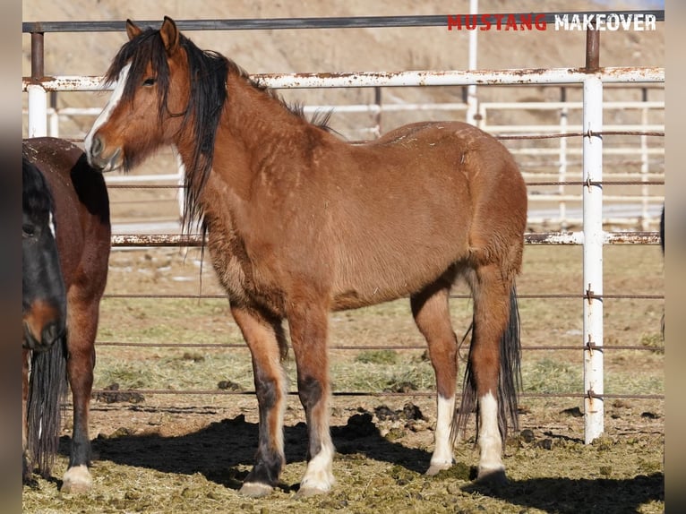 Mustang (american) Mare 6 years 14,3 hh Dun in Taunusstein